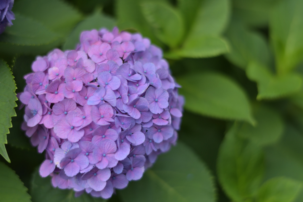 紫陽花３（上野公園）