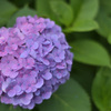紫陽花３（上野公園）