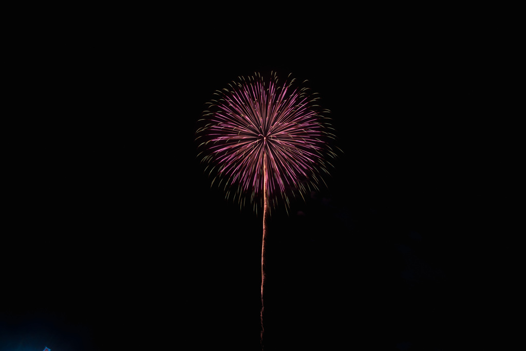 夏の夜に咲く花１８