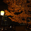 東京イルミネーション2020 １２