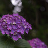目黒不動尊の紫陽花