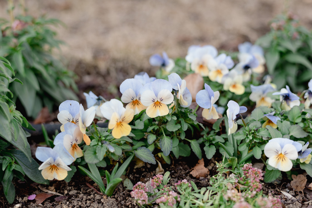 近所の草花２