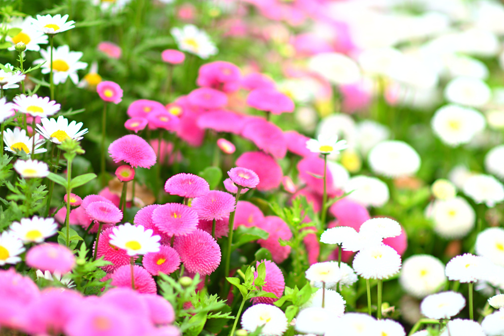 花 花 花