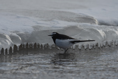 水辺の小鳥