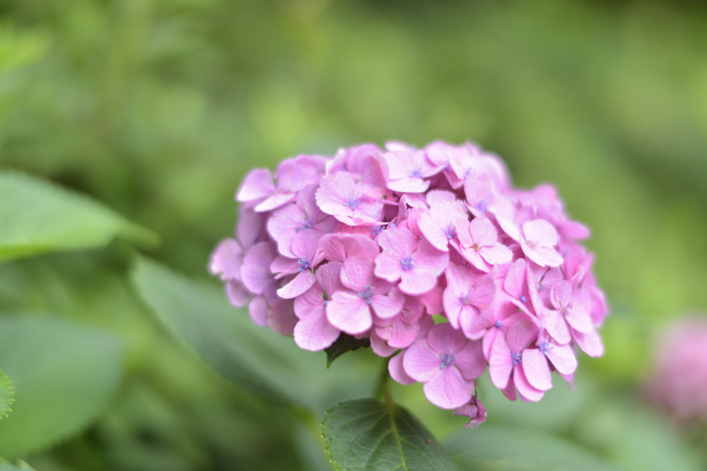 紫陽花１（上野公園）