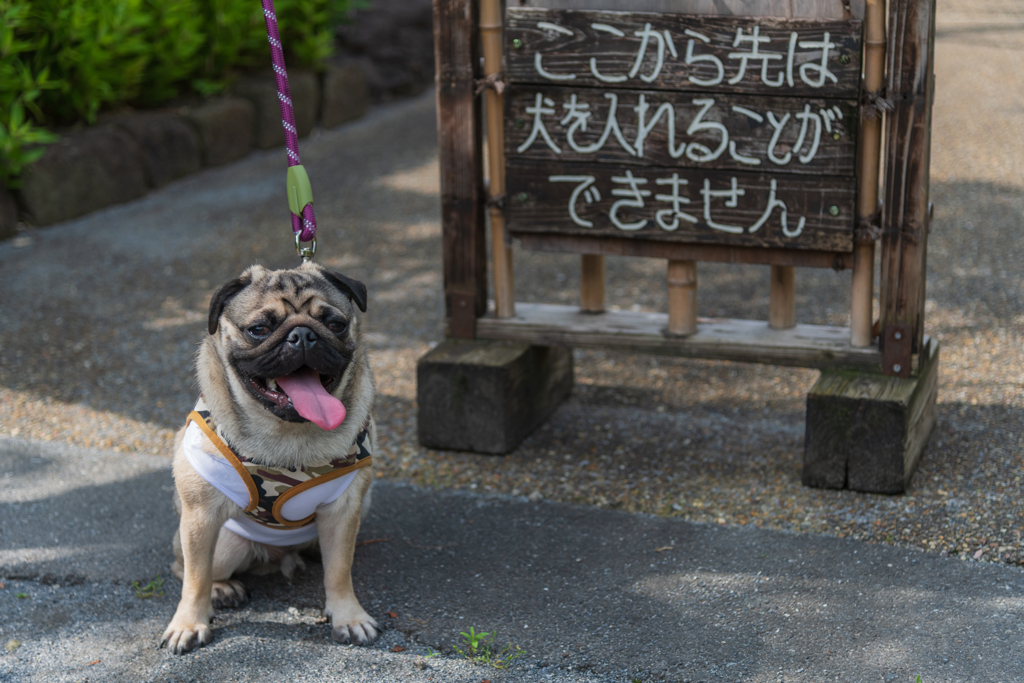 立ち入り禁止だワン
