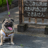 立ち入り禁止だワン