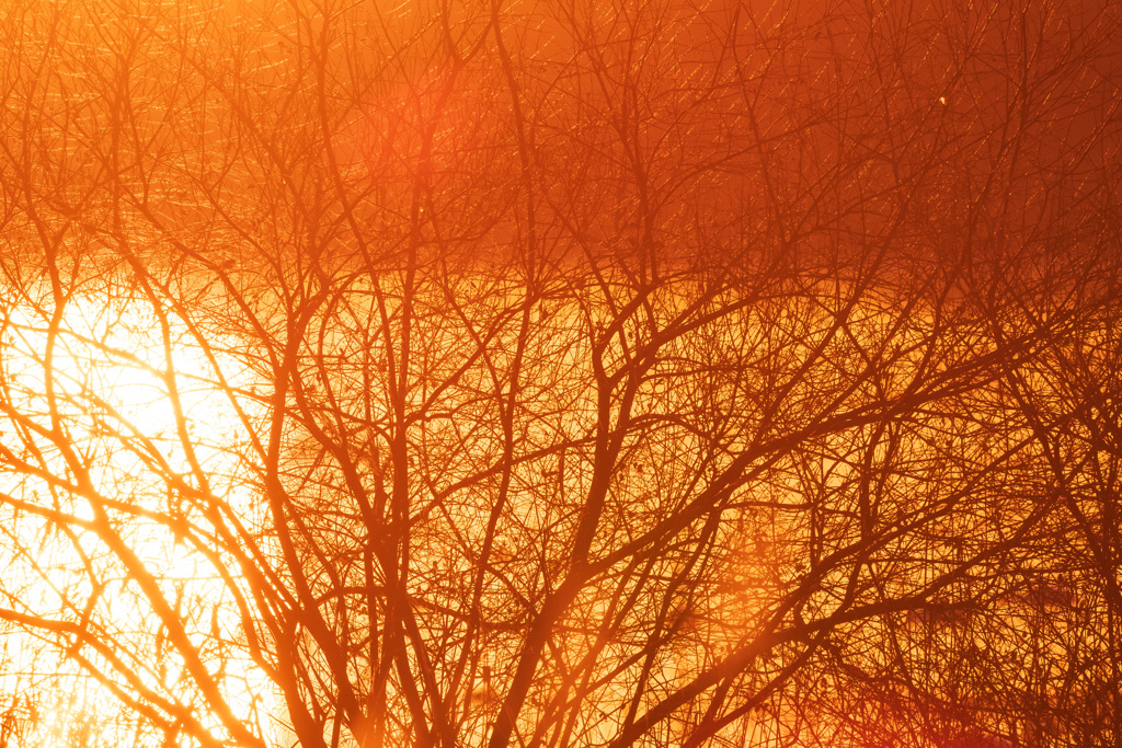 伊豆沼朝景４（2025年師走）