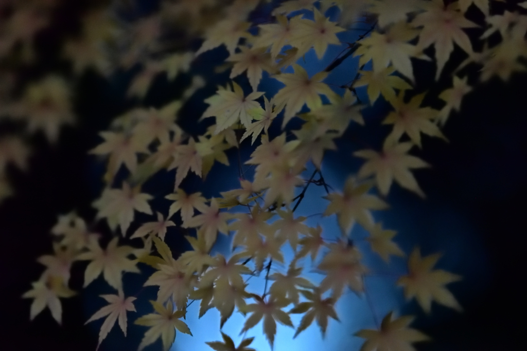暮れモミジ２