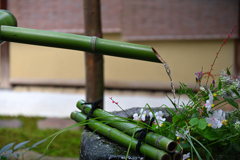 ししおどし（大徳寺にて）