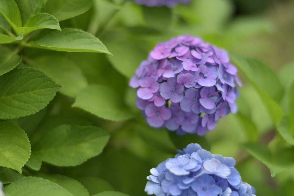紫陽花６（上野公園）