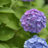紫陽花６（上野公園）