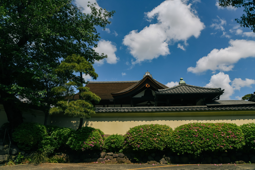 花咲く寺（護国寺）８