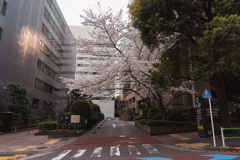 神谷町の桜３