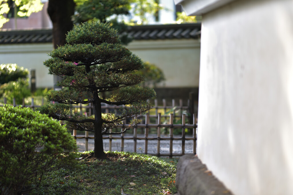 芽吹く松