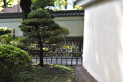 芽吹く松