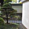 芽吹く松
