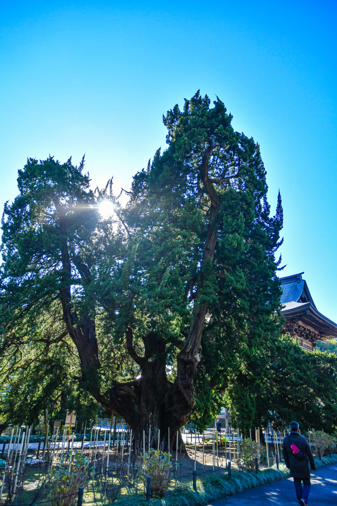 建長寺参拝（2017）