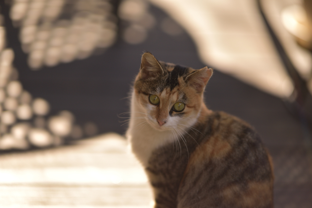 看板ねこ