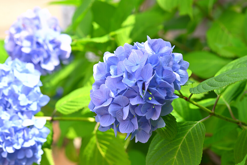 池上本門寺にて