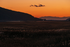 北上川の葦原夕景２