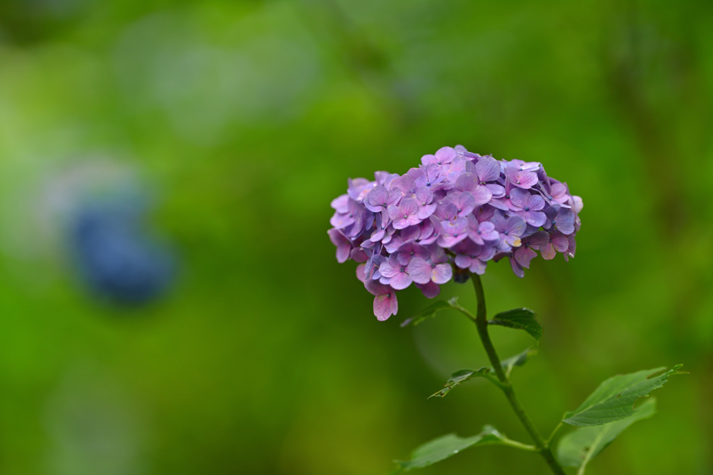 紫陽花（三千院にて）