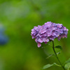 紫陽花（三千院にて）