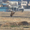 休耕地を飛ぶ