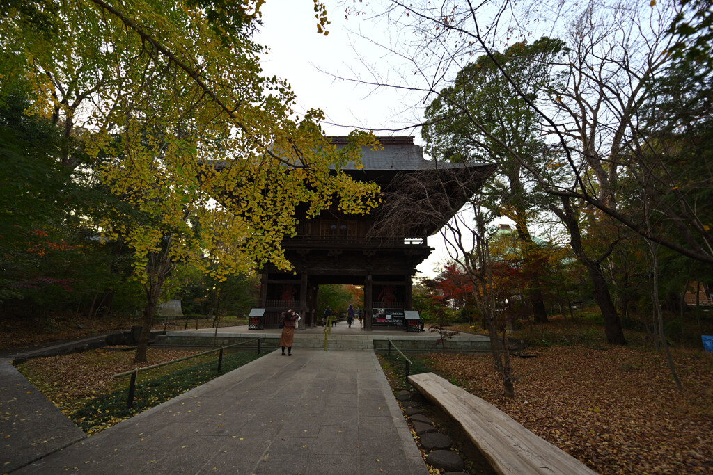 九品仏浄真寺2020晩秋