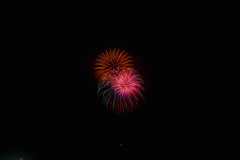 夏の夜に咲く花２９