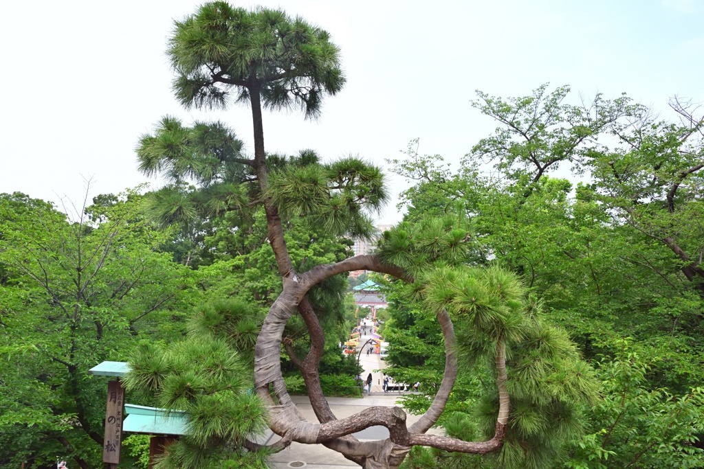 寛永寺（清水観音堂・月の松）