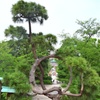 寛永寺（清水観音堂・月の松）