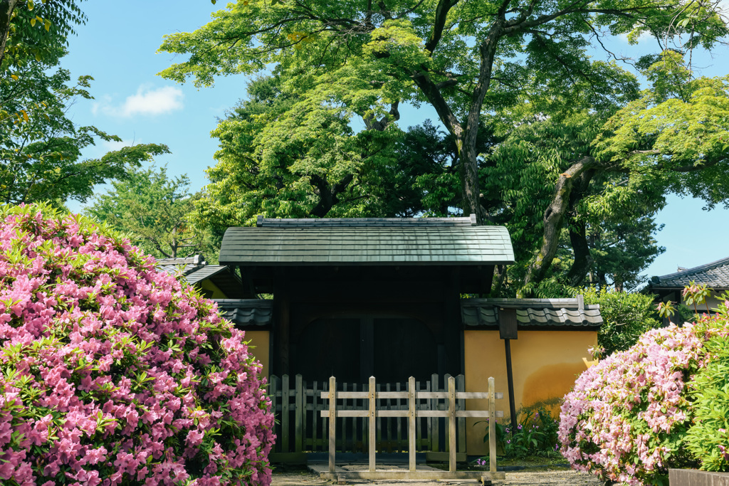 花咲く寺（護国寺）５