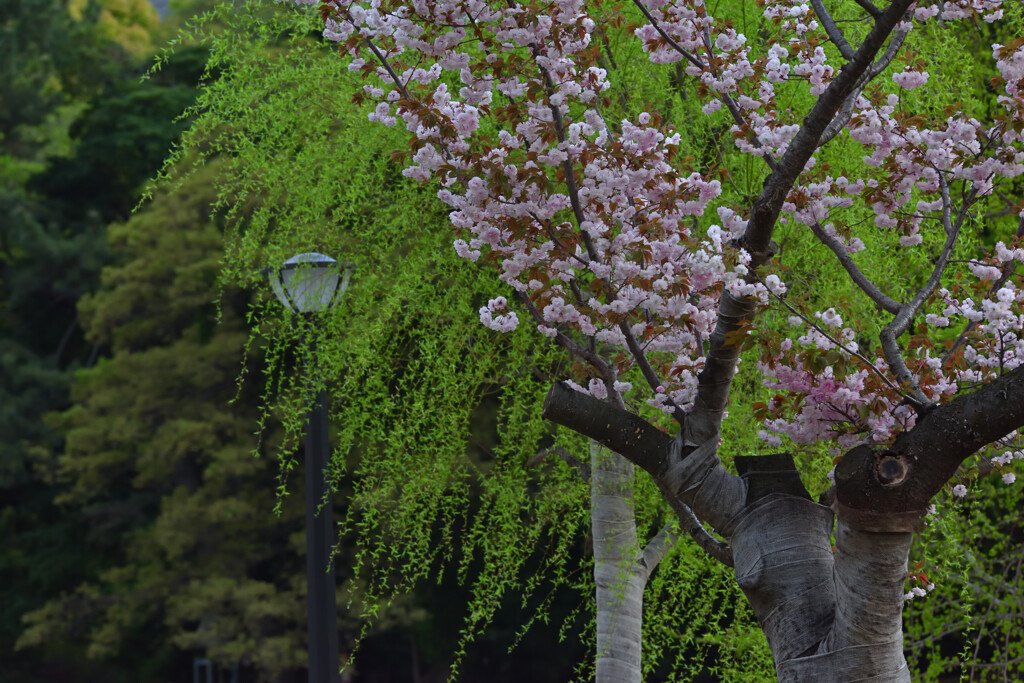 皇居の桜（竹橋付近）２