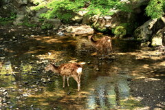奈良公園 吉城川の鹿