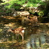 奈良公園 吉城川の鹿