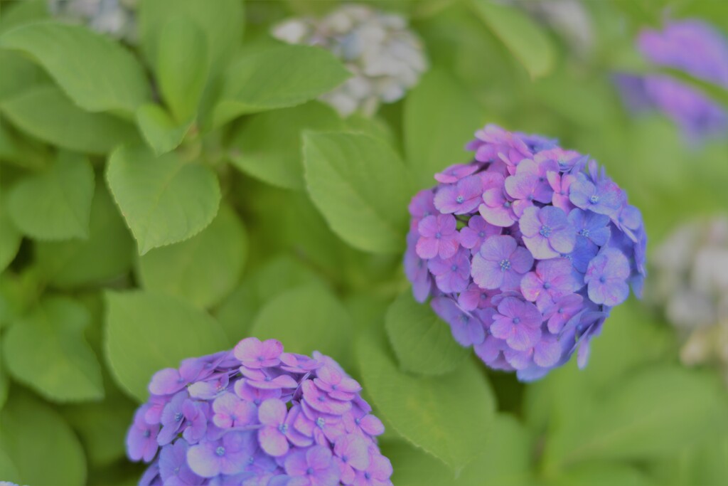 紫陽花８（上野公園）