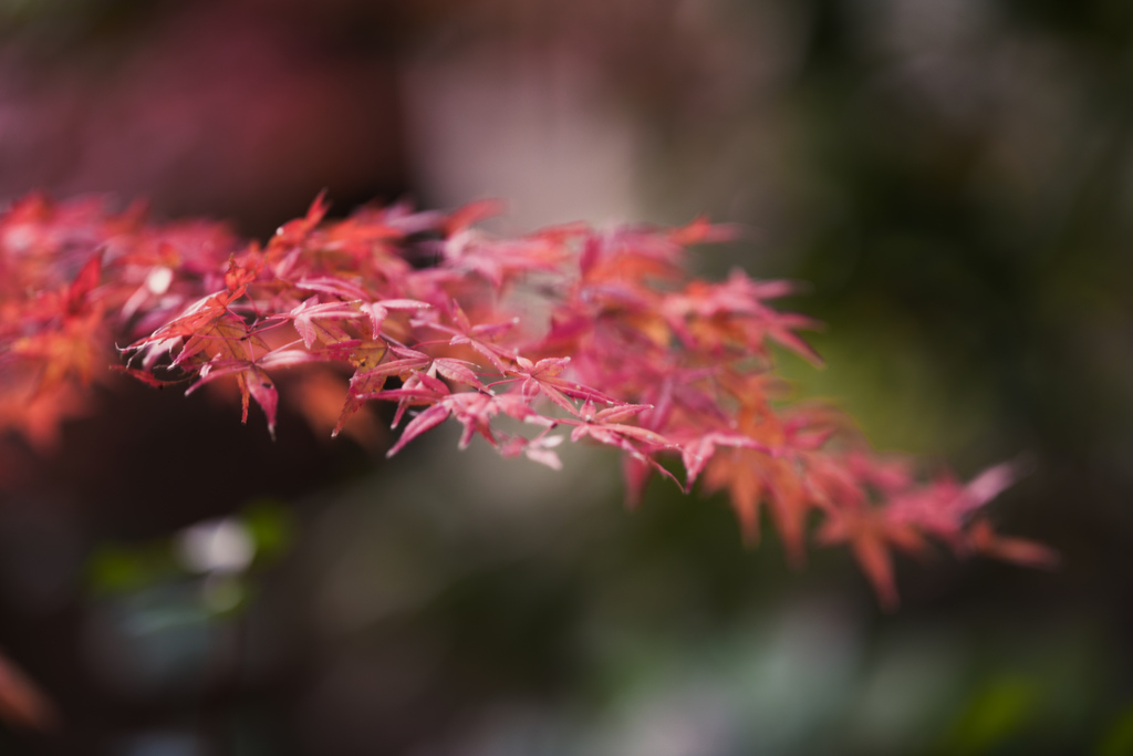 冬紅葉