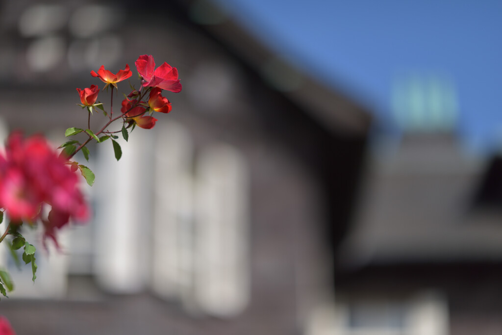 秋薔薇（旧古河庭園）８