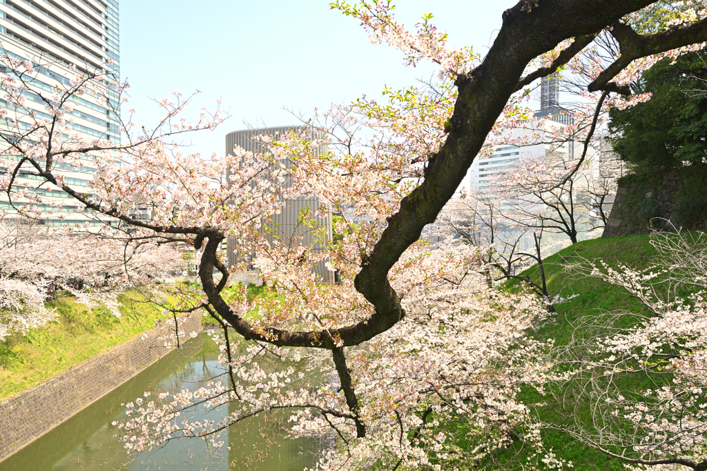 千鳥ヶ淵