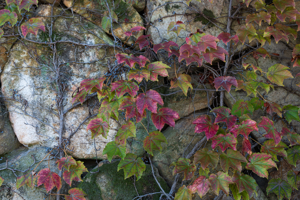岩の壁を這うツタ
