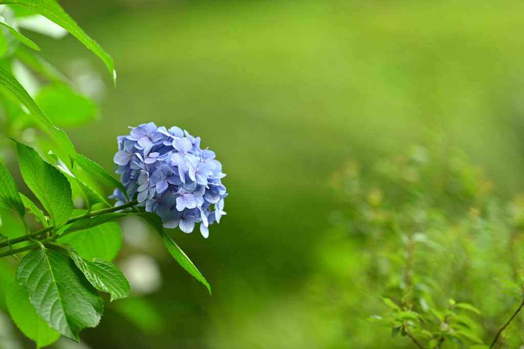 雨上がりの紫陽花２