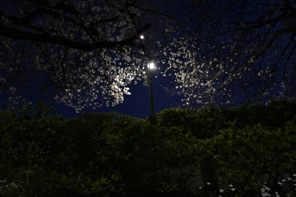 桜坂にて