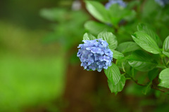 雨上がりの紫陽花１