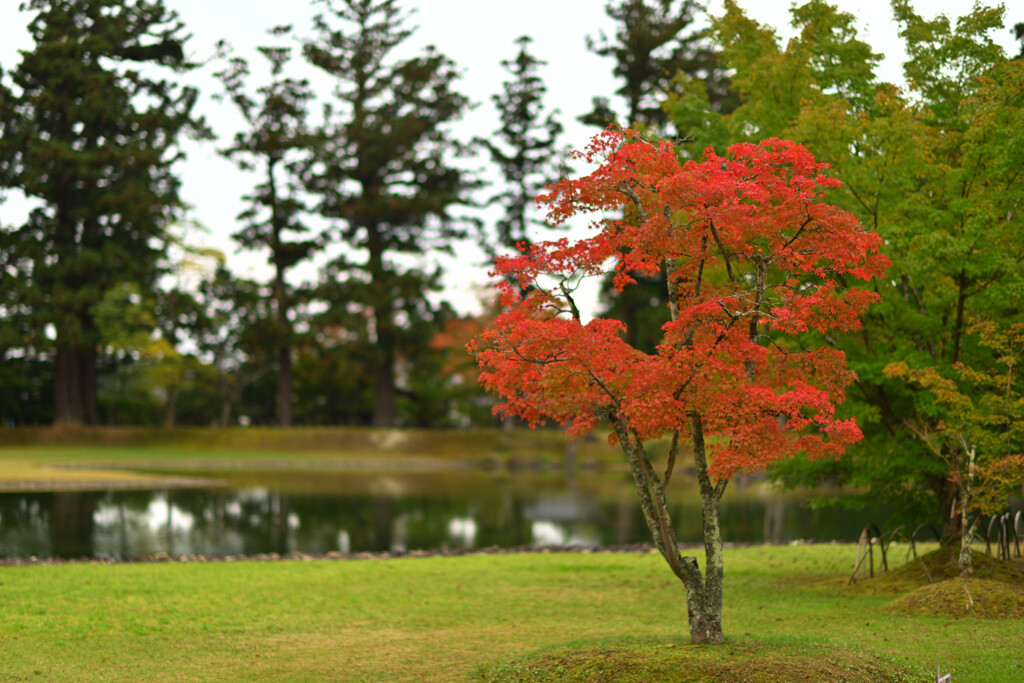 色づく紅葉８