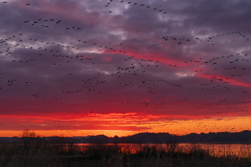 ガン類の塒立ち（2025年師走）２