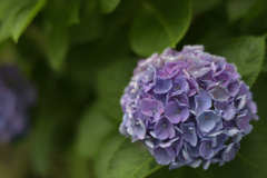 紫陽花７（上野公園）