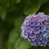 紫陽花７（上野公園）