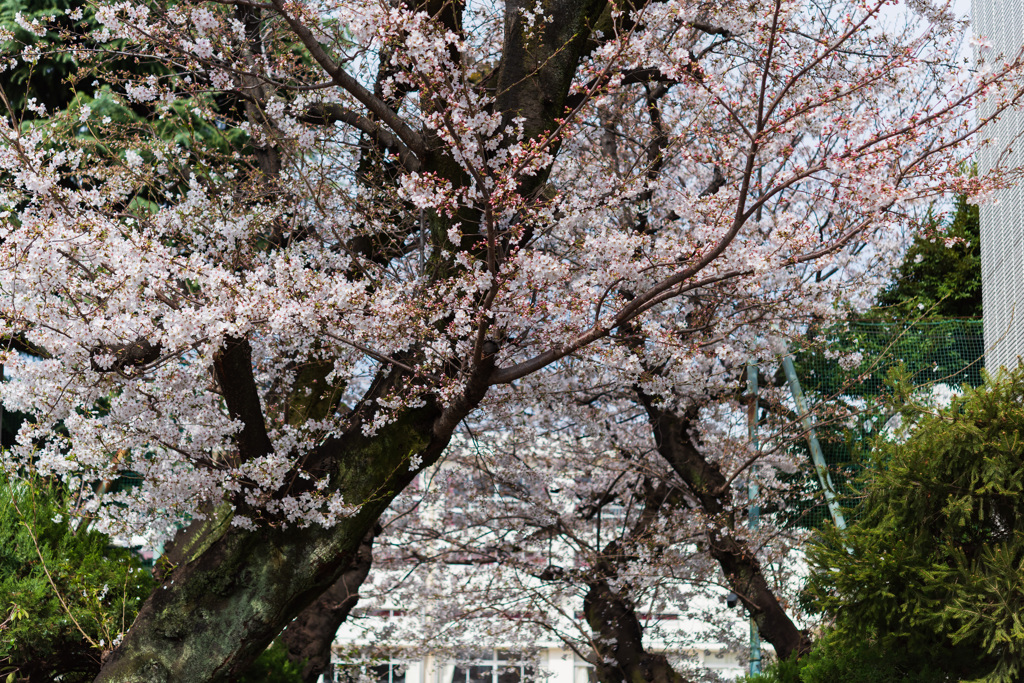 桜花３