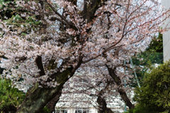 桜花３
